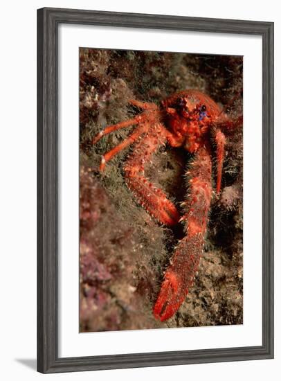 Crab (Galathea Strigosa).-Reinhard Dirscherl-Framed Photographic Print