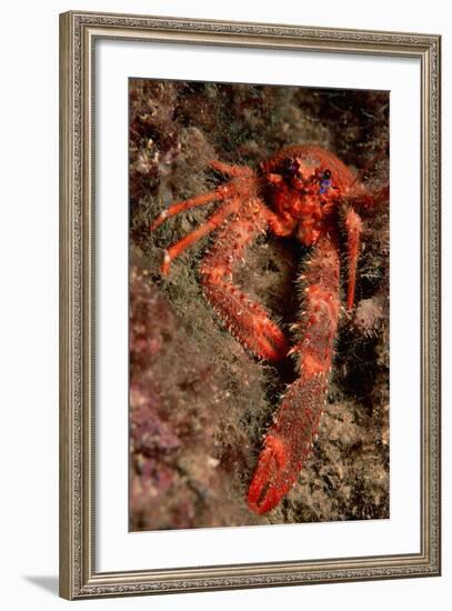 Crab (Galathea Strigosa).-Reinhard Dirscherl-Framed Photographic Print