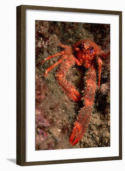 Crab (Galathea Strigosa).-Reinhard Dirscherl-Framed Photographic Print