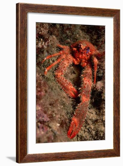 Crab (Galathea Strigosa).-Reinhard Dirscherl-Framed Photographic Print