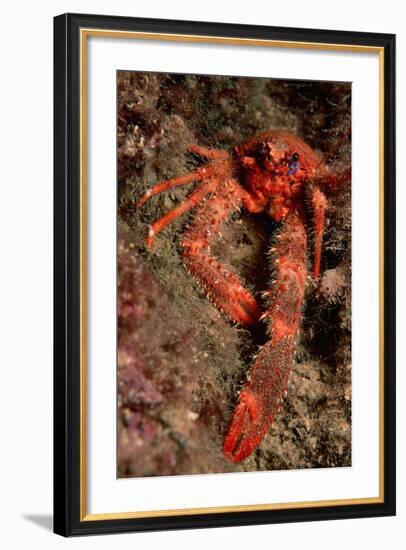 Crab (Galathea Strigosa).-Reinhard Dirscherl-Framed Photographic Print
