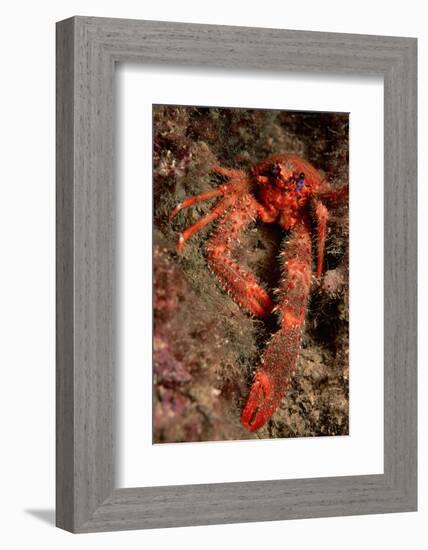 Crab (Galathea Strigosa).-Reinhard Dirscherl-Framed Photographic Print