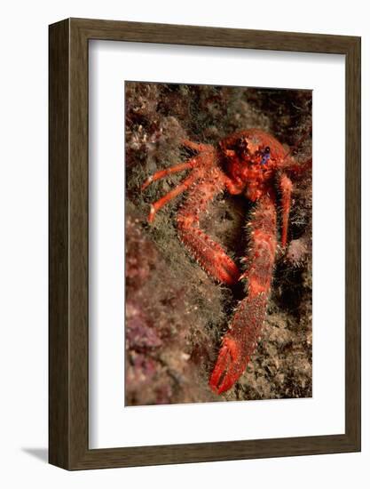 Crab (Galathea Strigosa).-Reinhard Dirscherl-Framed Photographic Print