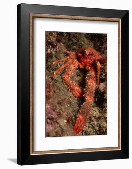 Crab (Galathea Strigosa).-Reinhard Dirscherl-Framed Photographic Print