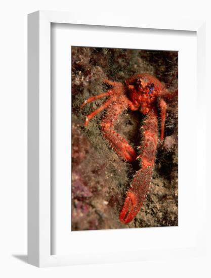 Crab (Galathea Strigosa).-Reinhard Dirscherl-Framed Photographic Print