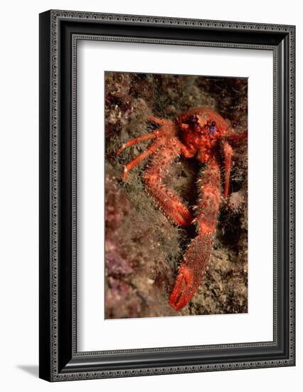 Crab (Galathea Strigosa).-Reinhard Dirscherl-Framed Photographic Print