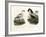 Crab Plover, 1864-null-Framed Giclee Print