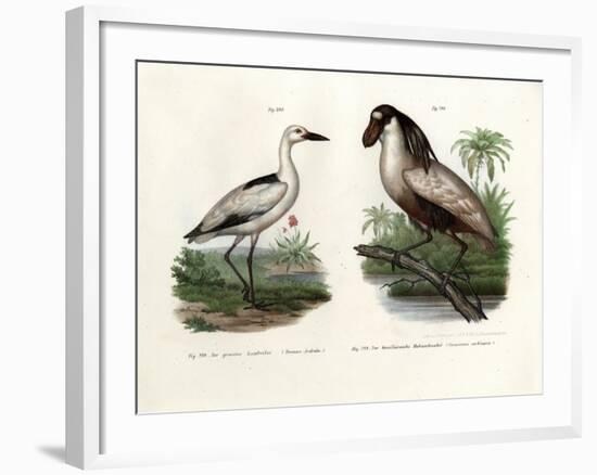 Crab Plover, 1864-null-Framed Giclee Print