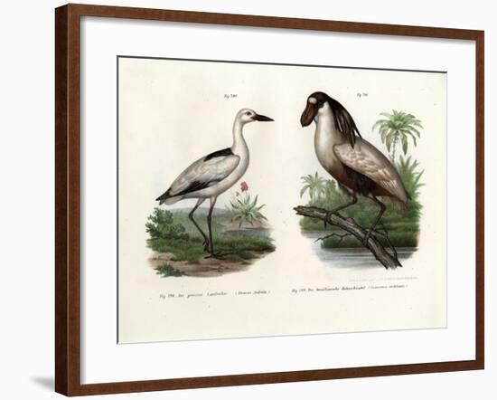 Crab Plover, 1864-null-Framed Giclee Print