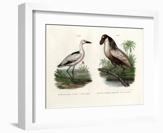 Crab Plover, 1864-null-Framed Giclee Print