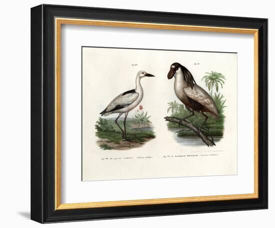 Crab Plover, 1864-null-Framed Giclee Print