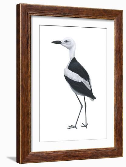 Crab Plover (Dromas Ardeola), Birds-Encyclopaedia Britannica-Framed Art Print