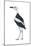Crab Plover (Dromas Ardeola), Birds-Encyclopaedia Britannica-Mounted Art Print