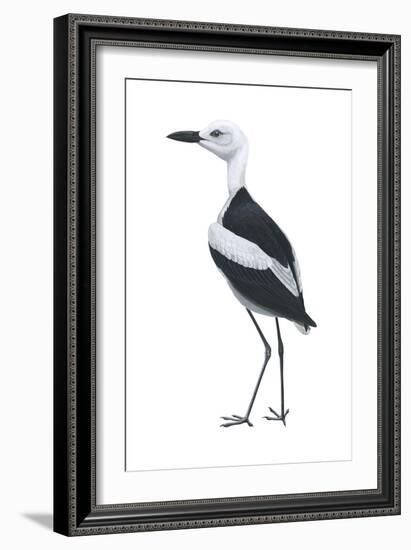 Crab Plover (Dromas Ardeola), Birds-Encyclopaedia Britannica-Framed Art Print