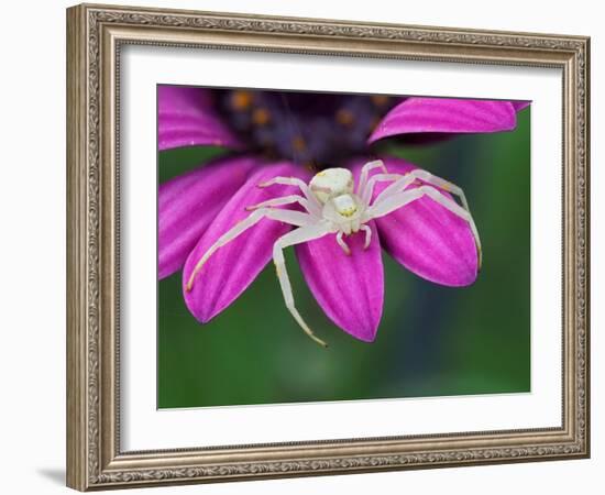 Crab spider sitting on a garden flower, UK-Andy Sands-Framed Photographic Print