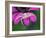 Crab spider sitting on a garden flower, UK-Andy Sands-Framed Photographic Print