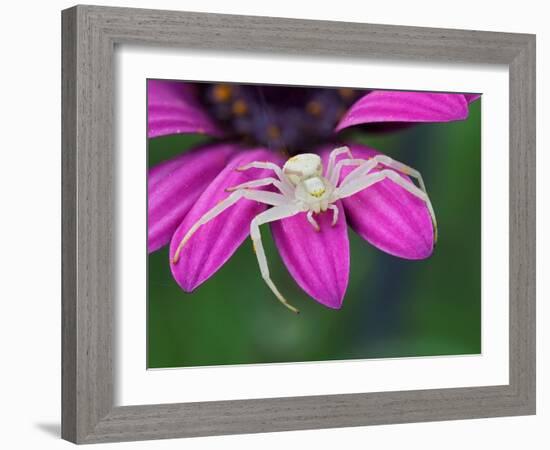 Crab spider sitting on a garden flower, UK-Andy Sands-Framed Photographic Print