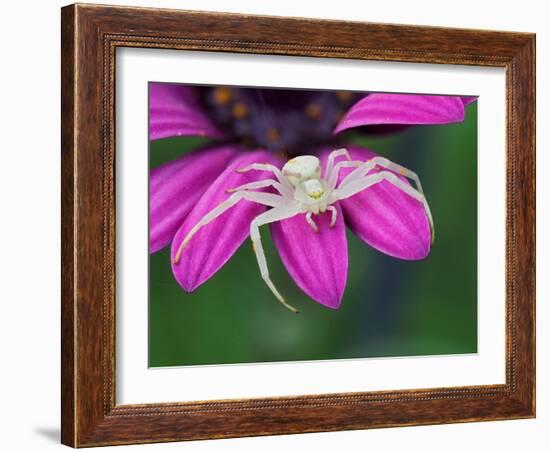 Crab spider sitting on a garden flower, UK-Andy Sands-Framed Photographic Print