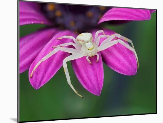 Crab spider sitting on a garden flower, UK-Andy Sands-Mounted Photographic Print