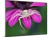 Crab spider sitting on a garden flower, UK-Andy Sands-Mounted Photographic Print