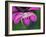 Crab spider sitting on a garden flower, UK-Andy Sands-Framed Photographic Print