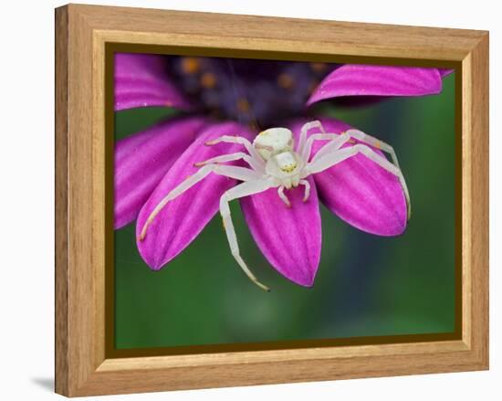 Crab spider sitting on a garden flower, UK-Andy Sands-Framed Premier Image Canvas