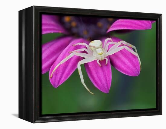 Crab spider sitting on a garden flower, UK-Andy Sands-Framed Premier Image Canvas