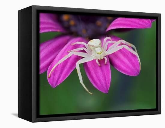 Crab spider sitting on a garden flower, UK-Andy Sands-Framed Premier Image Canvas