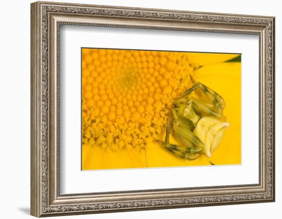 Crab Spider waiting for prey on head of Chrysanthemum, Italy-Paul Harcourt Davies-Framed Photographic Print