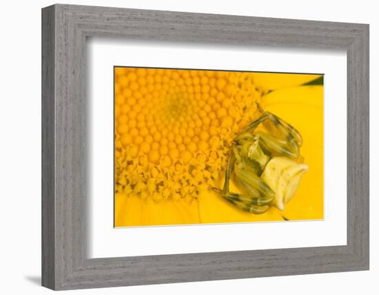 Crab Spider waiting for prey on head of Chrysanthemum, Italy-Paul Harcourt Davies-Framed Photographic Print