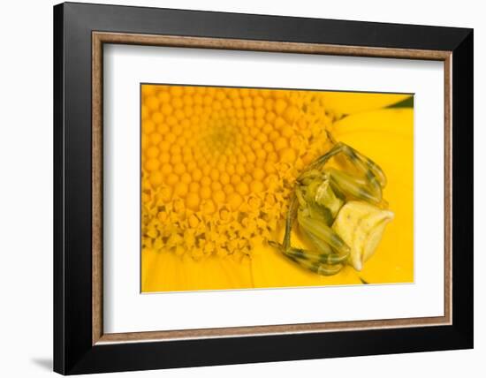 Crab Spider waiting for prey on head of Chrysanthemum, Italy-Paul Harcourt Davies-Framed Photographic Print