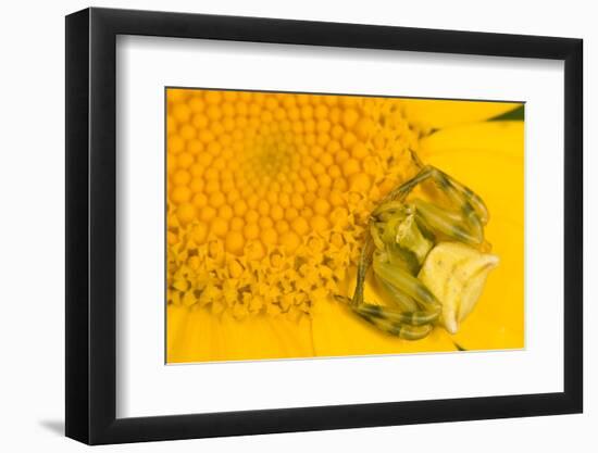 Crab Spider waiting for prey on head of Chrysanthemum, Italy-Paul Harcourt Davies-Framed Photographic Print