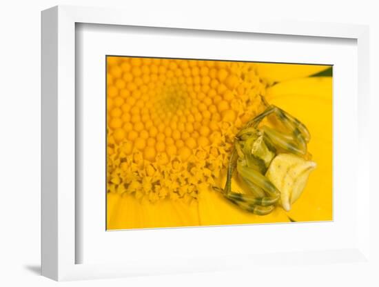 Crab Spider waiting for prey on head of Chrysanthemum, Italy-Paul Harcourt Davies-Framed Photographic Print