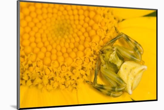 Crab Spider waiting for prey on head of Chrysanthemum, Italy-Paul Harcourt Davies-Mounted Photographic Print