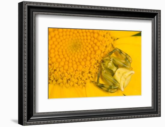 Crab Spider waiting for prey on head of Chrysanthemum, Italy-Paul Harcourt Davies-Framed Photographic Print