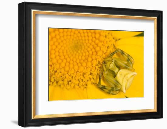 Crab Spider waiting for prey on head of Chrysanthemum, Italy-Paul Harcourt Davies-Framed Photographic Print