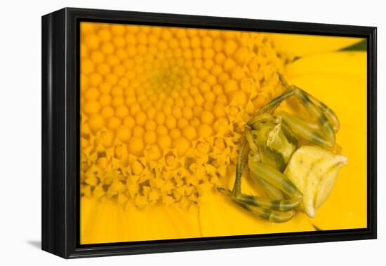 Crab Spider waiting for prey on head of Chrysanthemum, Italy-Paul Harcourt Davies-Framed Premier Image Canvas