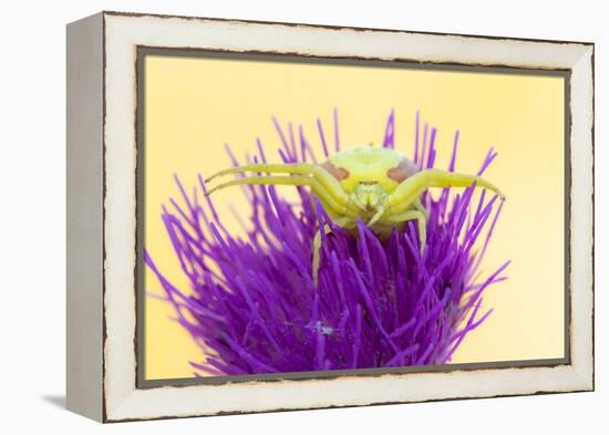 Crab spider waiting for prey on Meadow thistle, UK-Ross Hoddinott-Framed Premier Image Canvas