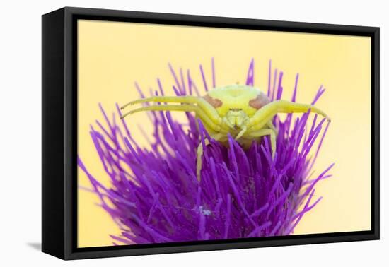 Crab spider waiting for prey on Meadow thistle, UK-Ross Hoddinott-Framed Premier Image Canvas