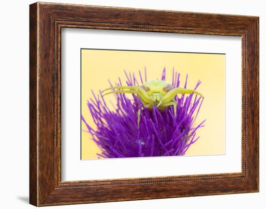 Crab spider waiting for prey on Meadow thistle, UK-Ross Hoddinott-Framed Photographic Print