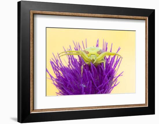 Crab spider waiting for prey on Meadow thistle, UK-Ross Hoddinott-Framed Photographic Print