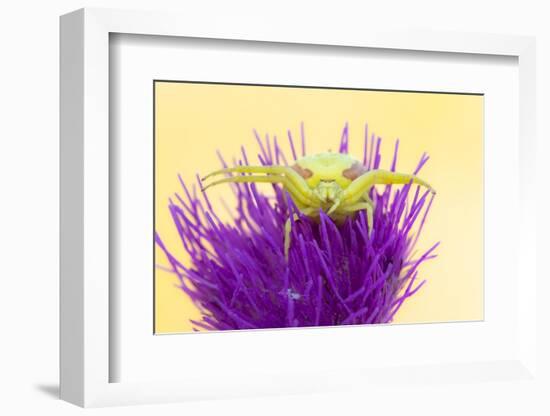 Crab spider waiting for prey on Meadow thistle, UK-Ross Hoddinott-Framed Photographic Print
