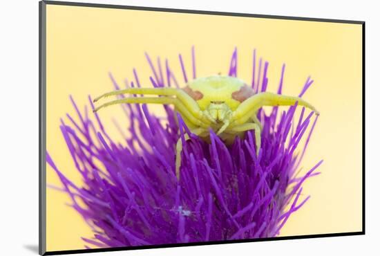 Crab spider waiting for prey on Meadow thistle, UK-Ross Hoddinott-Mounted Photographic Print