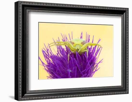Crab spider waiting for prey on Meadow thistle, UK-Ross Hoddinott-Framed Photographic Print