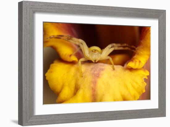 Crab Spider waiting to ambush its prey, Peru-Alex Hyde-Framed Photographic Print