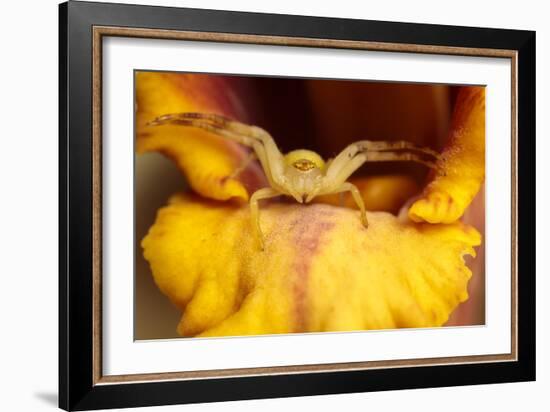 Crab Spider waiting to ambush its prey, Peru-Alex Hyde-Framed Photographic Print