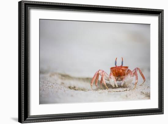 Crab Walking on Sand in the Galapagos Islands, Ecuador-Karine Aigner-Framed Photographic Print