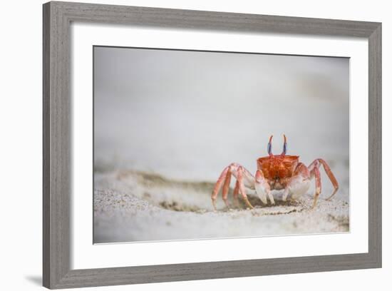 Crab Walking on Sand in the Galapagos Islands, Ecuador-Karine Aigner-Framed Photographic Print