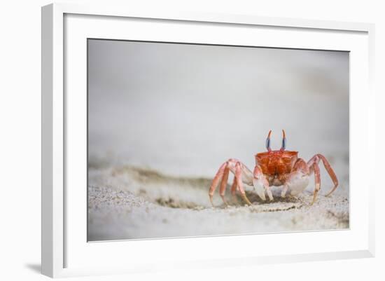 Crab Walking on Sand in the Galapagos Islands, Ecuador-Karine Aigner-Framed Photographic Print