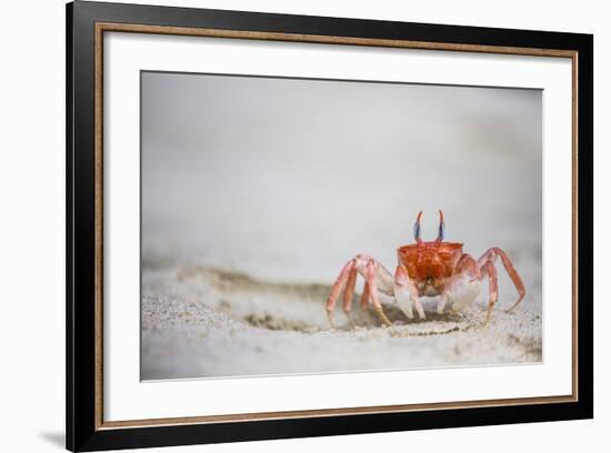 Crab Walking on Sand in the Galapagos Islands, Ecuador-Karine Aigner-Framed Photographic Print